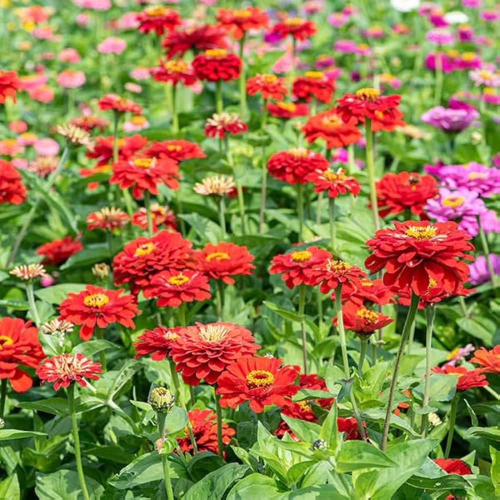 Giant bloom Zinnia seeds for full sun gardens
