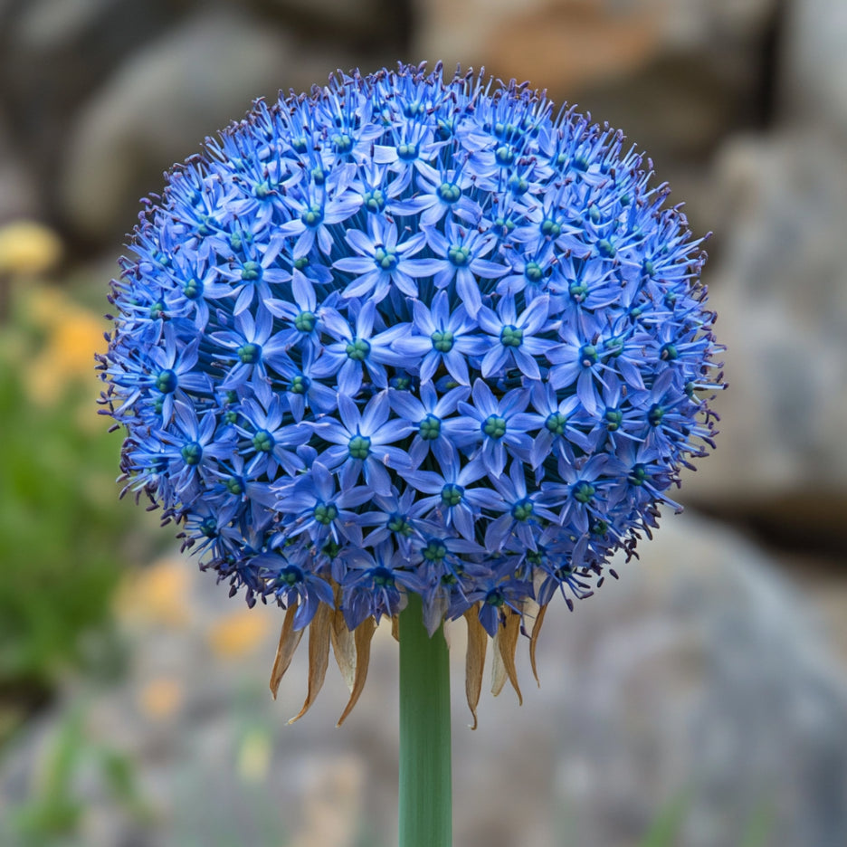 Giant Blue Allium Giganteum seeds for planting