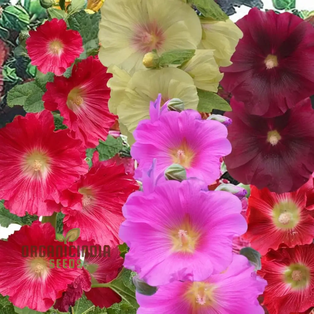Giant Danish Mix Flower Seeds - Stunning Variety For Breathtaking Garden Displays Seeds