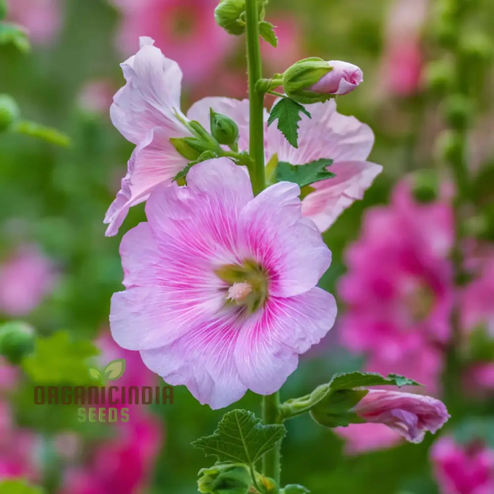 Giant Danish Mix Flower Seeds - Stunning Variety For Breathtaking Garden Displays Seeds