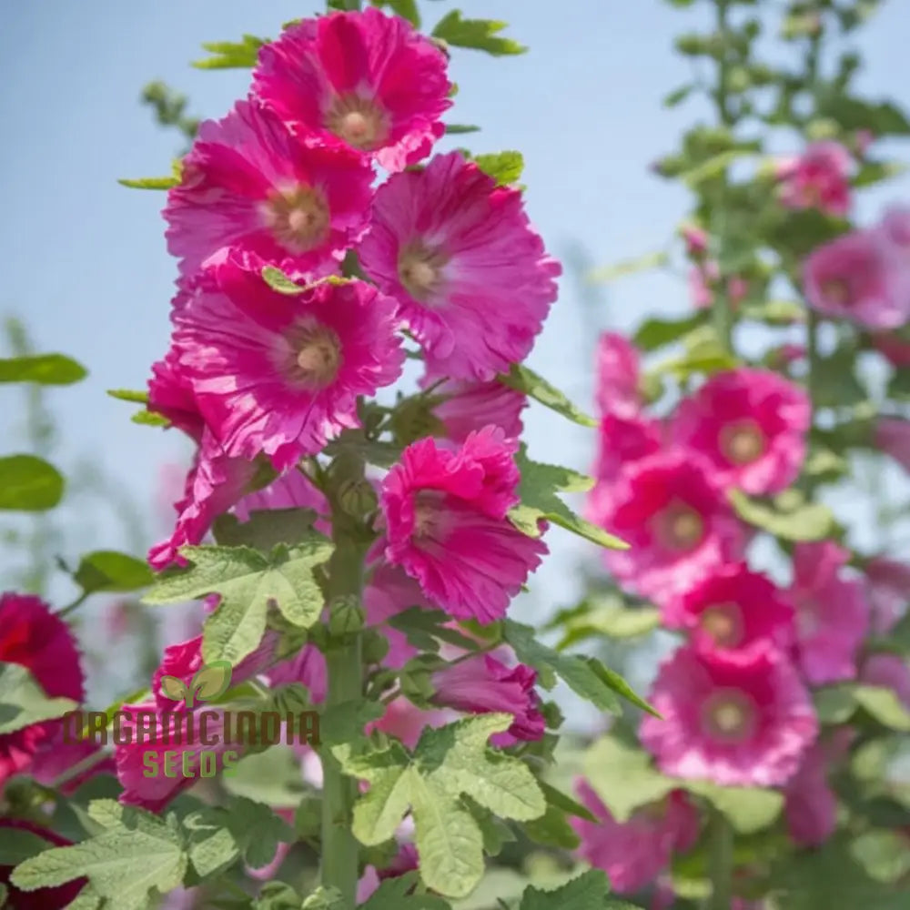 Giant Danish Mix Flower Seeds - Stunning Variety For Breathtaking Garden Displays Seeds