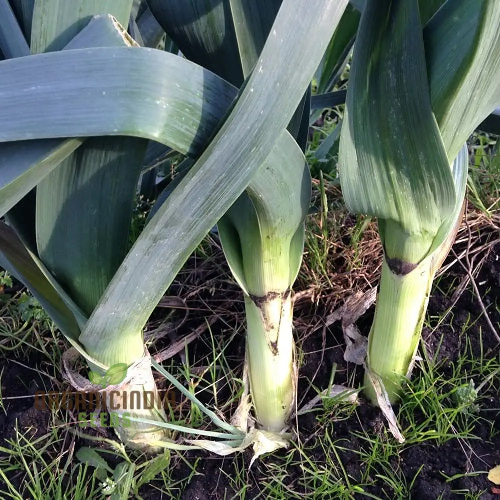 Giant Leek Plant Growing in Container from Seeds