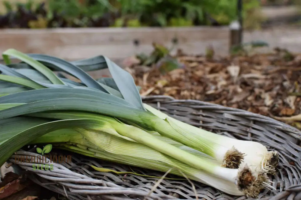 Mature Giant Greenery Glory Leek Plant from Seeds, Large Stalks
