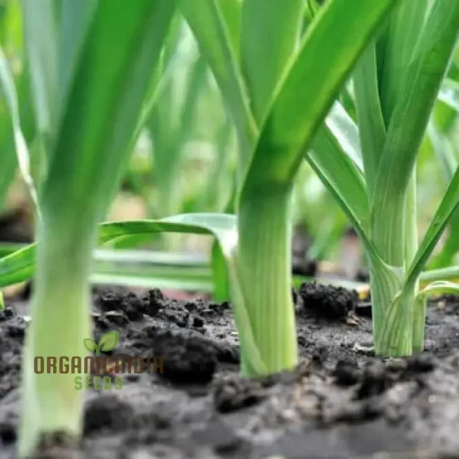 Giant Greenery Glory Leek Seeds for Home Garden, Easy-to-Grow Leek Seeds