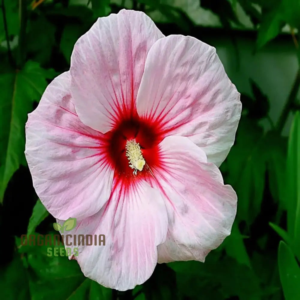 Riesen Hibiskus Blumensamen Mischung winterharte Sorten fur Ihren Garten