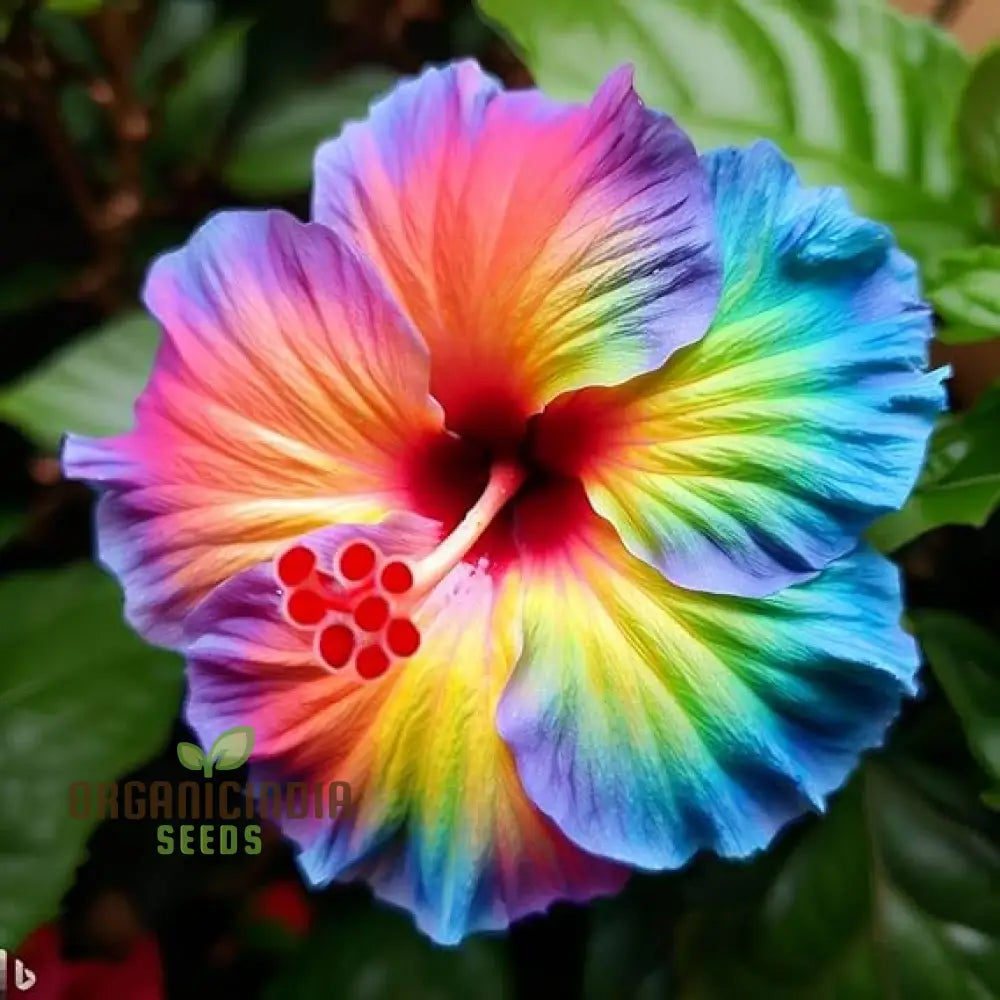 Giant hibiscus flower seeds