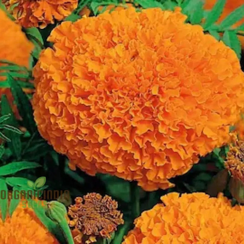 Giant Hybrid Marigold Seeds for large marigold blooms