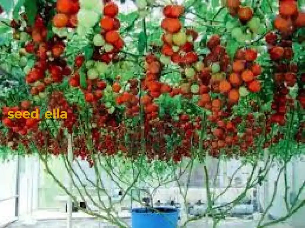 Closeup of Giant Italian Plant Leaves, Vibrant and Healthy Home Garden Plant