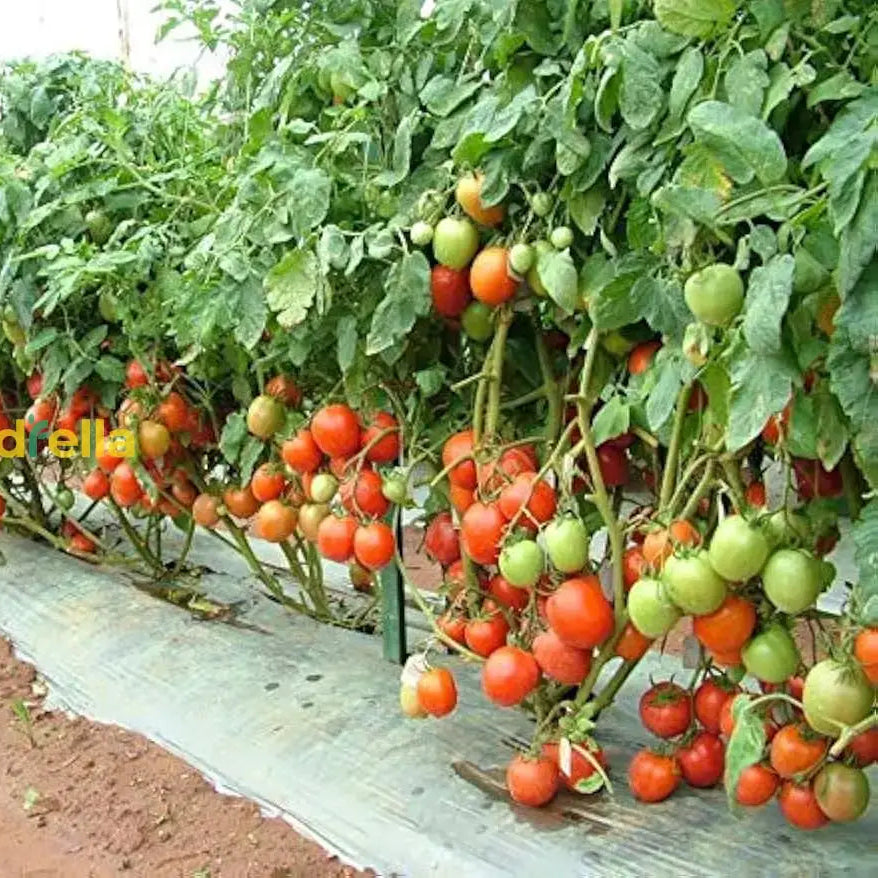 Mature Giant Italian Plant from Seeds, Healthy High-Yield Garden Plant