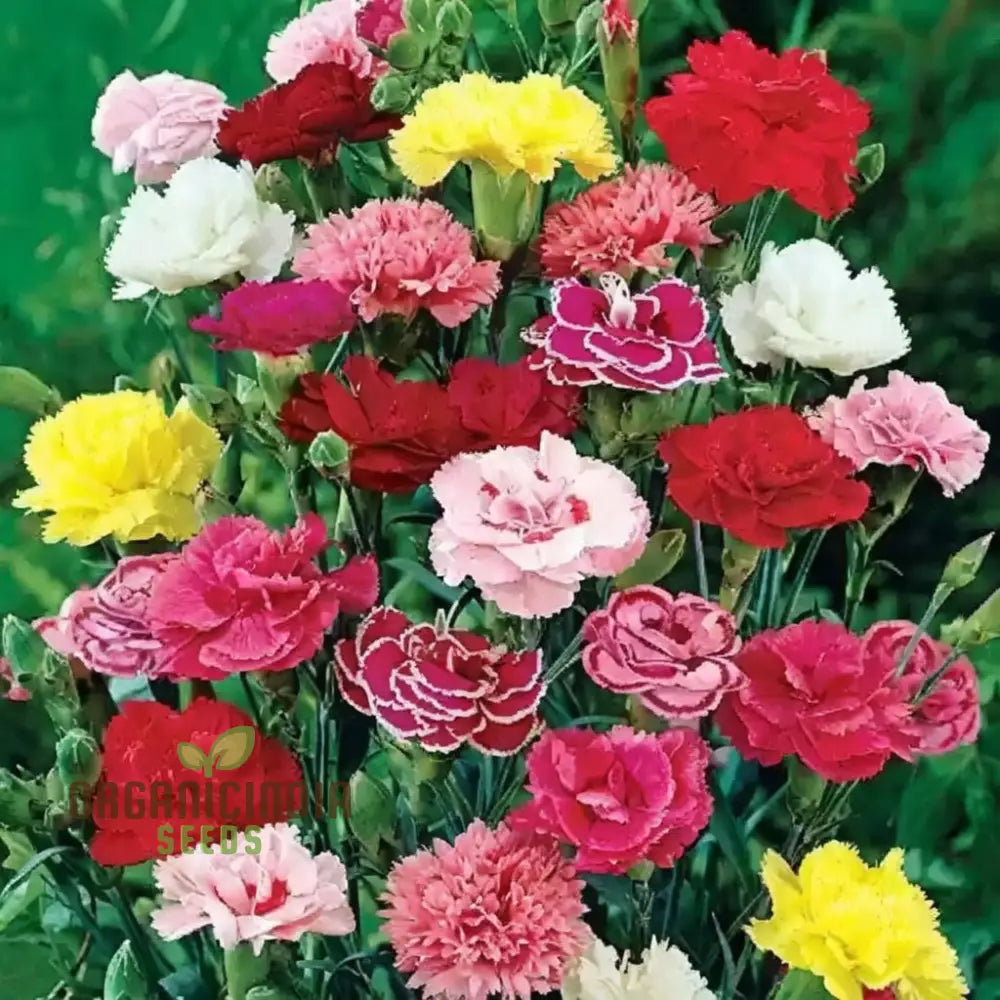 Giant Mixed Carnation Seeds for Colorful Garden Planting