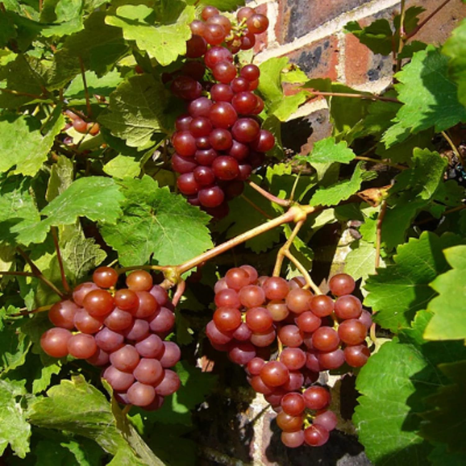 Large Juicy Red Globe Grapes Ready for Harvest
