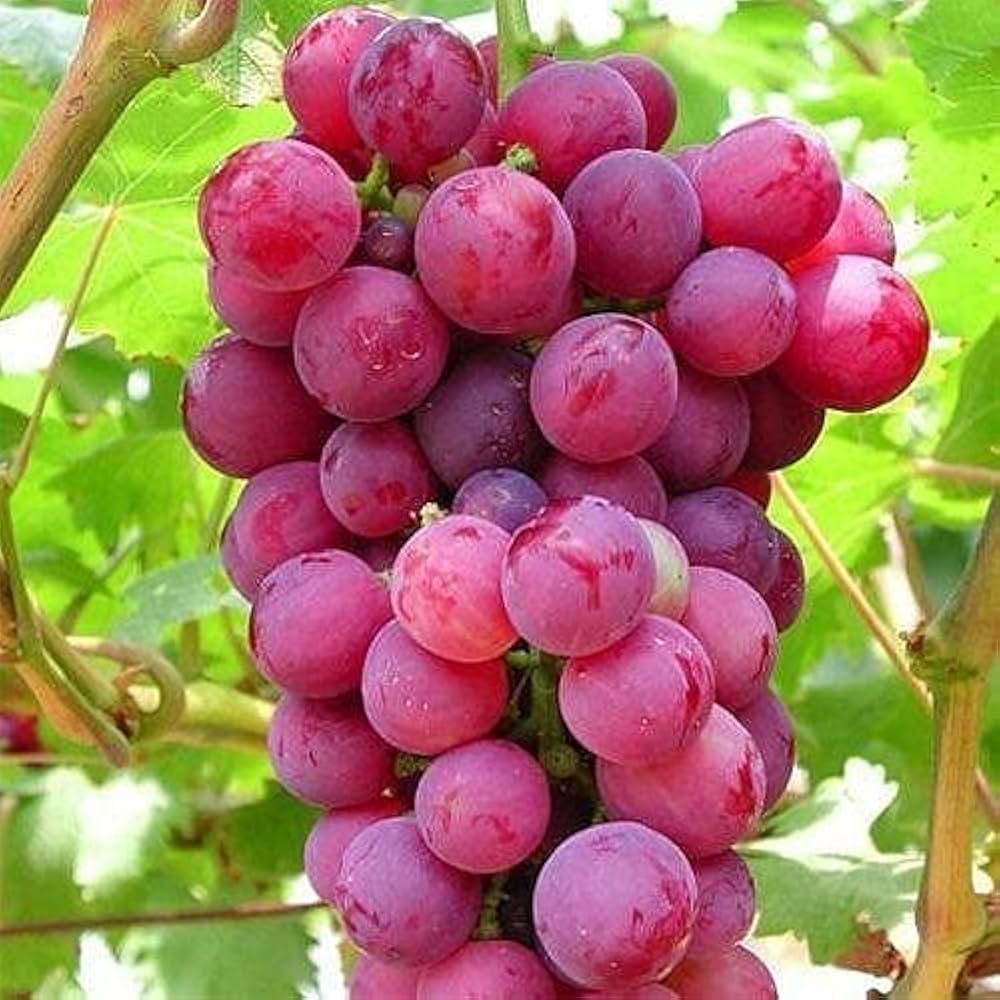 Giant Red Globe Grape Seeds – Non-GMO Red Table Grape Variety for Planting
