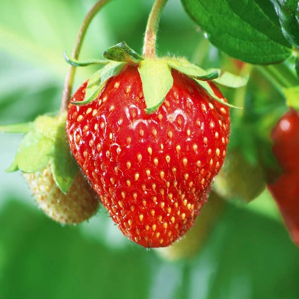 Giant Strawberry Seeds for Planting Large Sweet Fruits