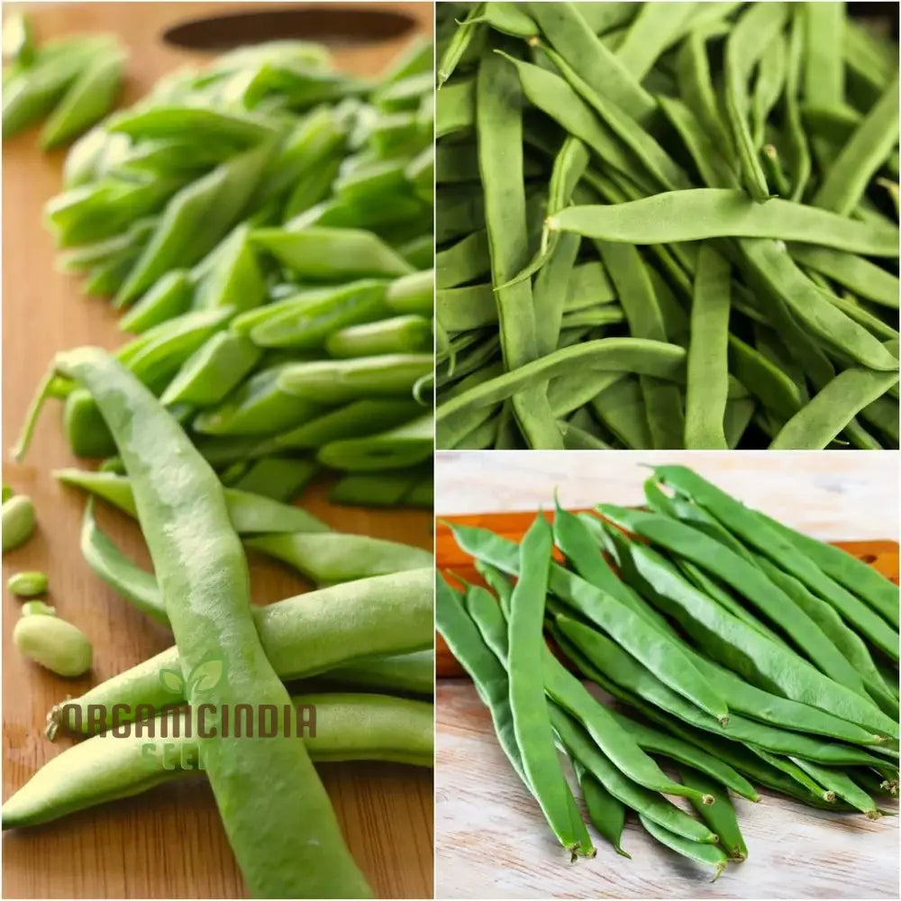 Giant of Stuttgart Climbing Bean Seeds, High-Yield Vegetable Seeds