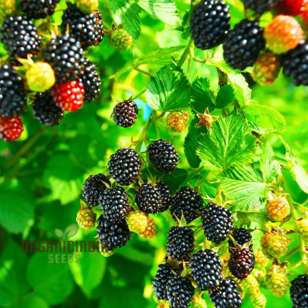 Giant Sweet Heirloom Blackberry Seeds â€“ Elevate Your Gardening With Bountiful Flavorful Berries