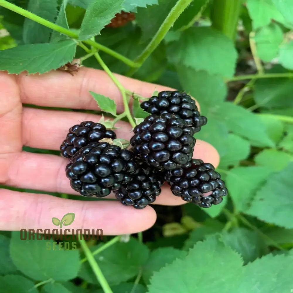 Giant Sweet Heirloom Blackberry Seeds â€“ Elevate Your Gardening With Bountiful Flavorful Berries