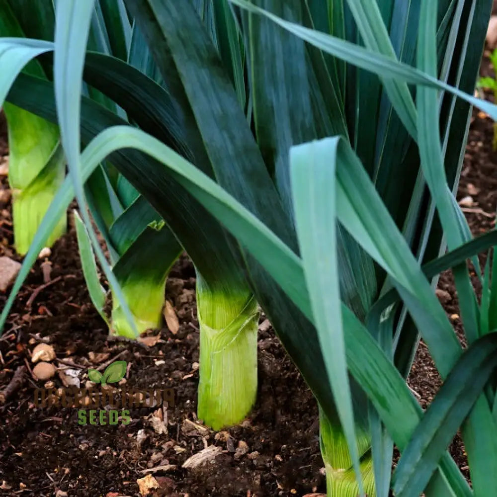 Harvested Giant Winter Leeks from Seeds, Home Garden