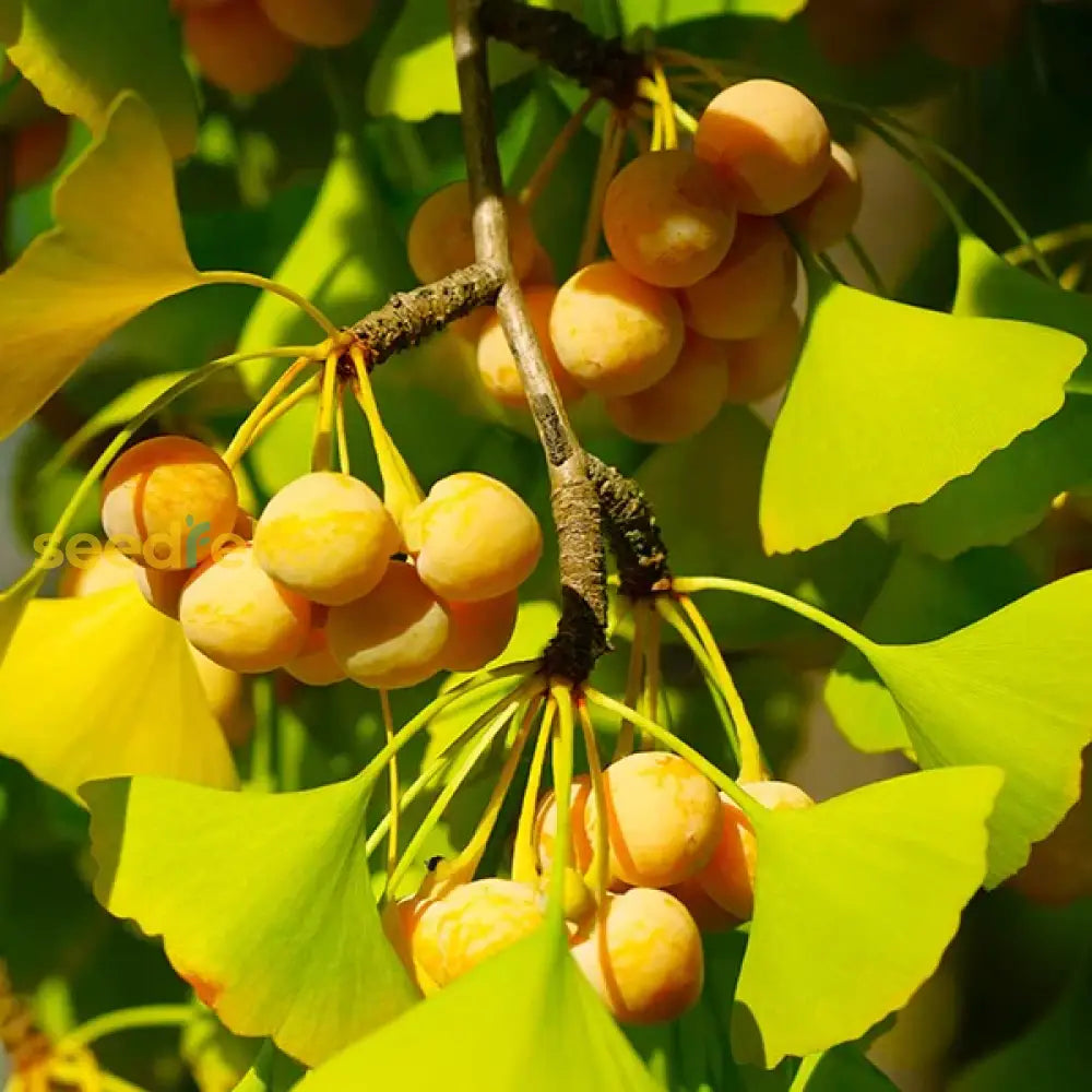 Ginkgo Biloba tree seeds for planting ancient hardy trees in gardens
