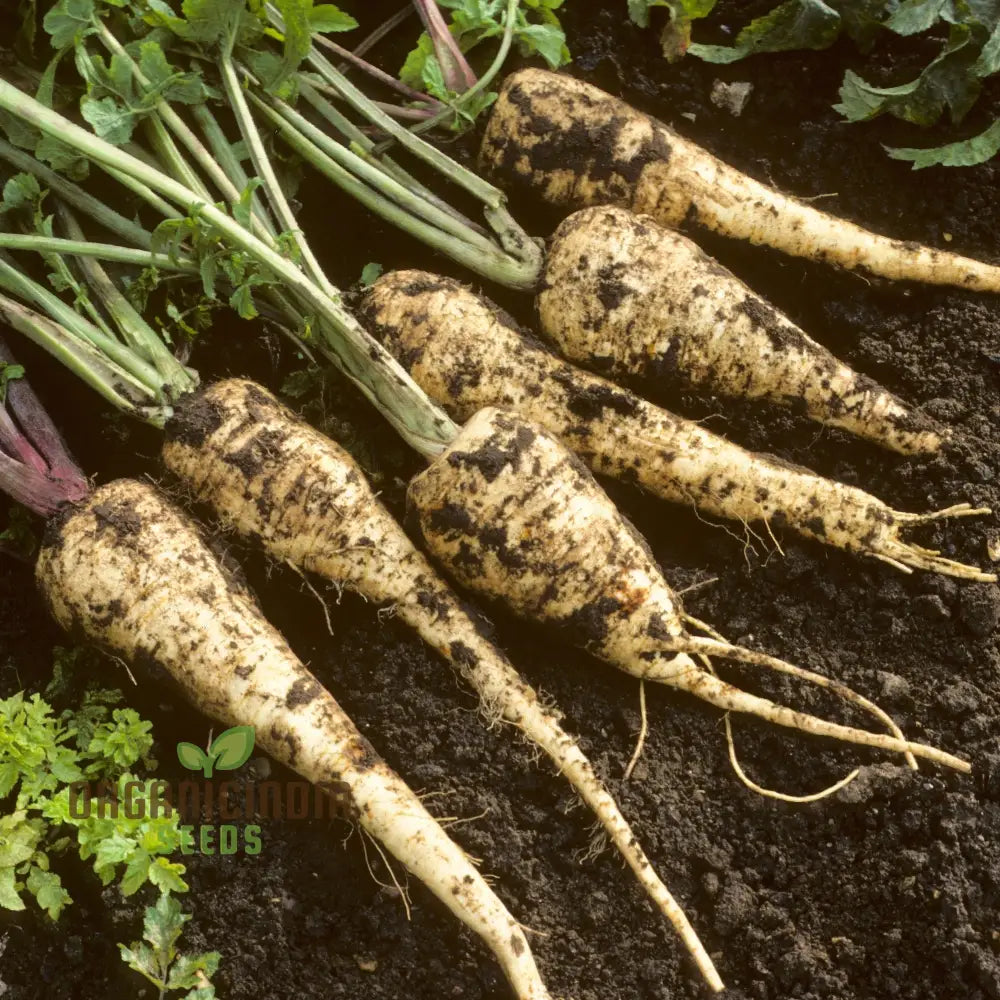 Mature Gladiator F1 Parsnip Plants, Home Garden Parsnip Seeds