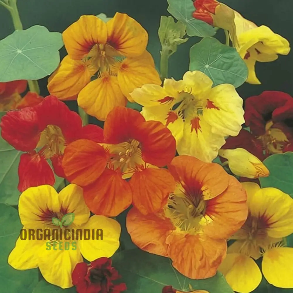 Gleam Hybrids Nasturtium Seeds Mixed Color Blooms