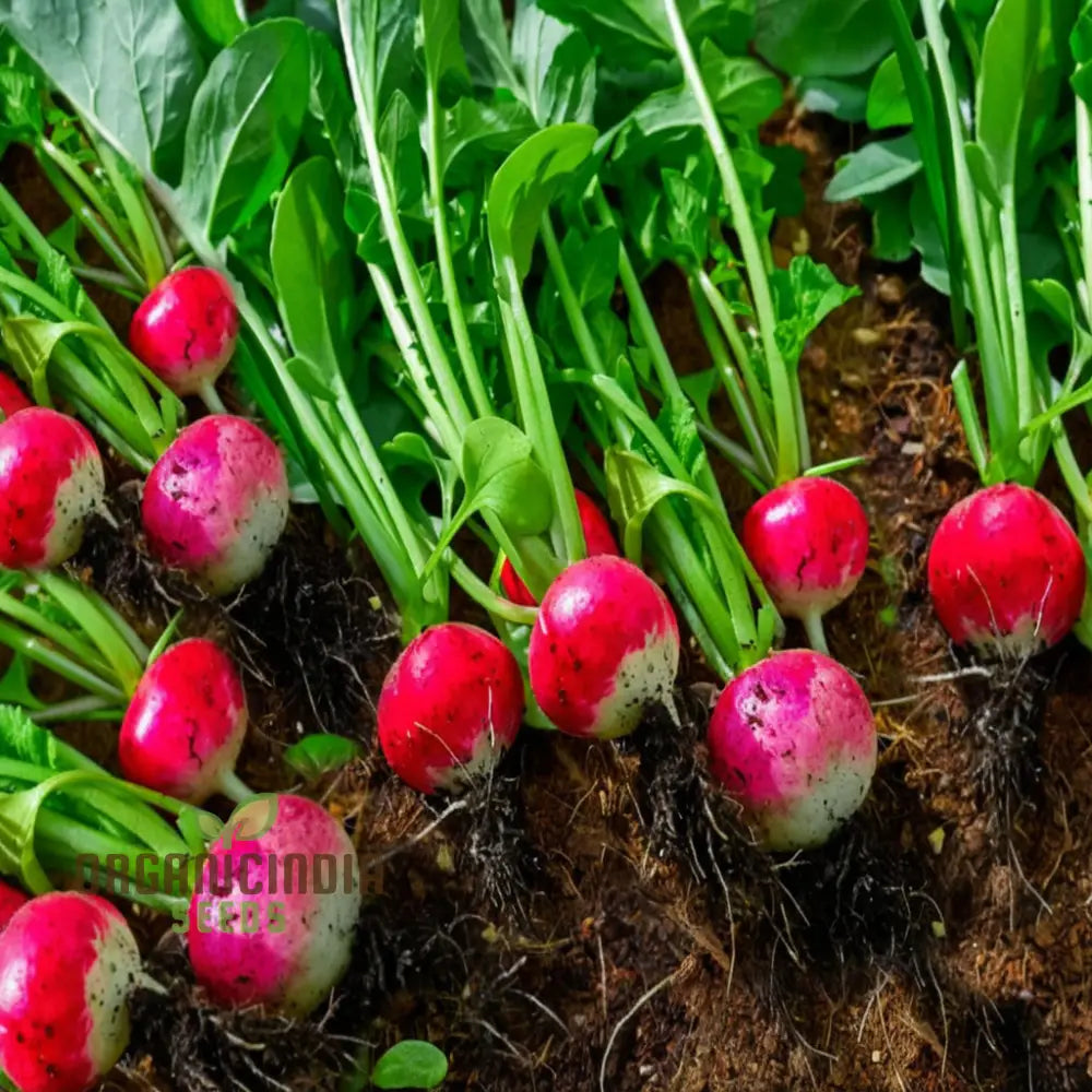 Globe Sparkler Radish Seeds for Home Garden, Fast-Growing Crisp Radishes