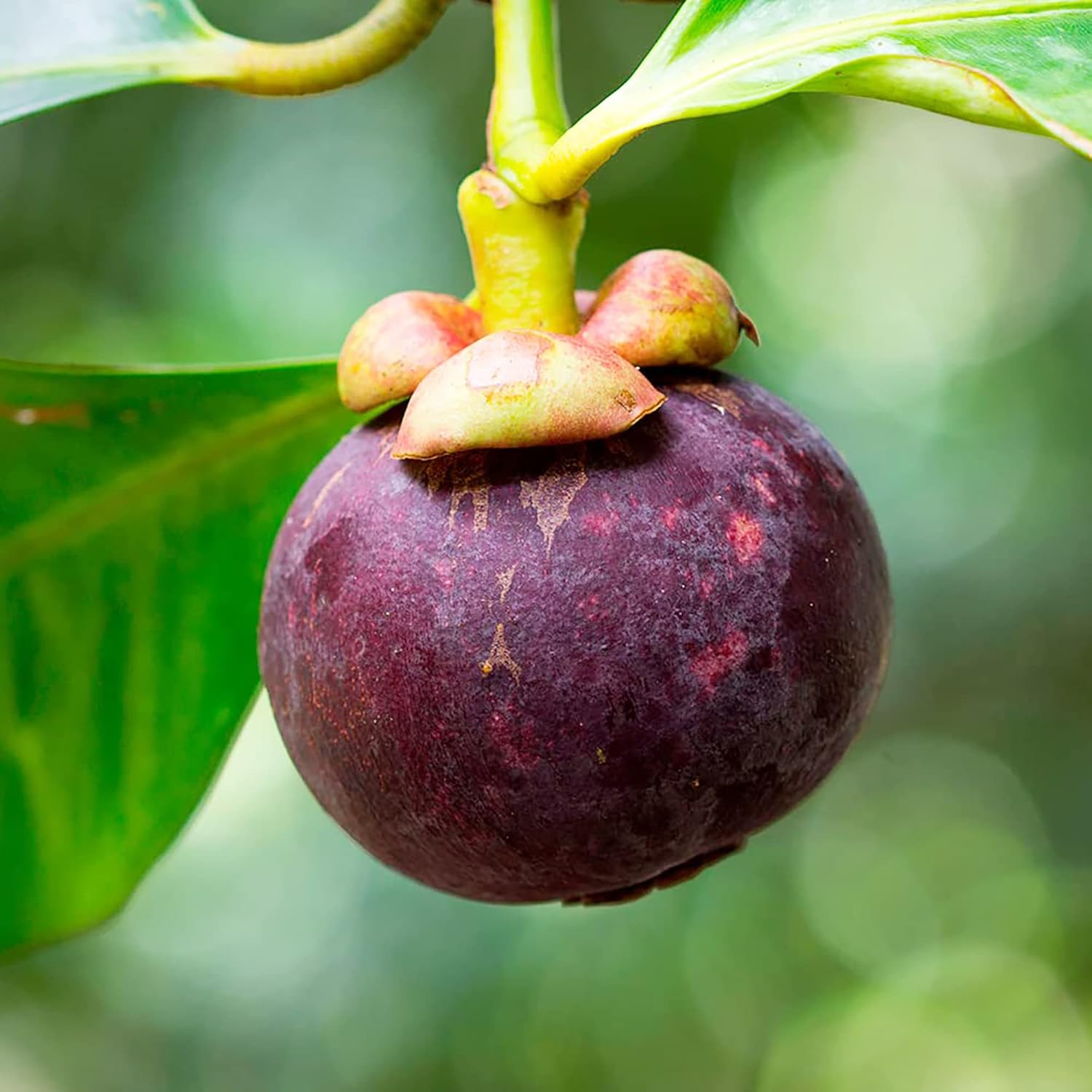 GMO-Free Mangosteen Seeds for Organic Gardening