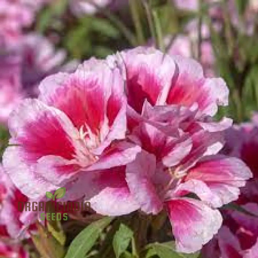 Godetia Dream Double Flower Seeds For Planting: Exquisite Gardening Splendor For Your Blossoming