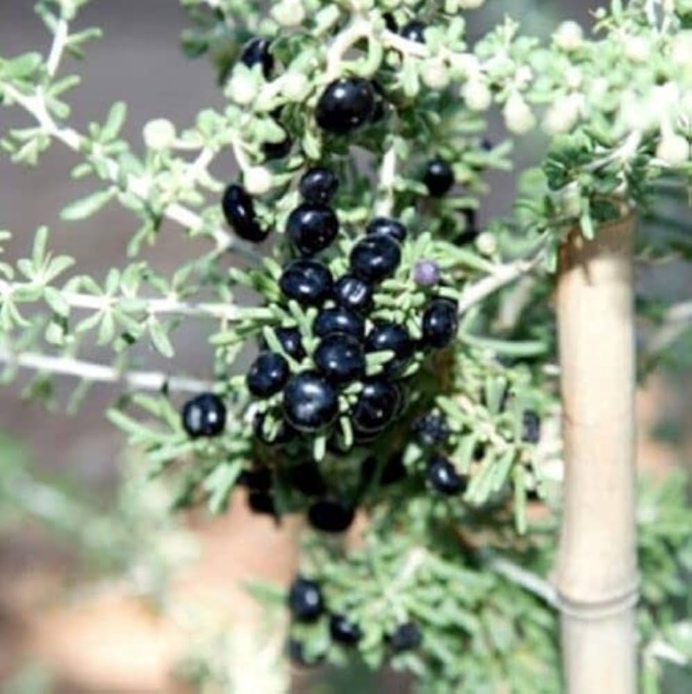 Goji berry bush seeds ideal for productive home gardens