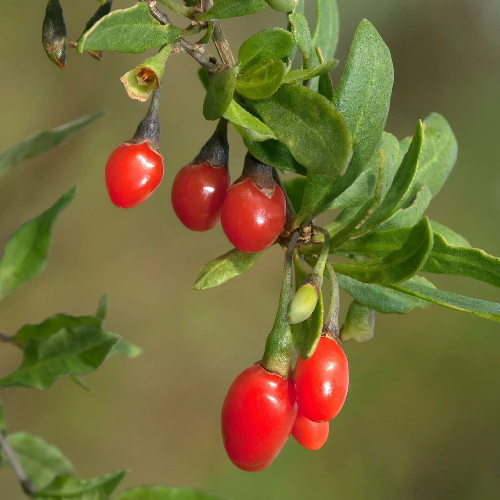Goji Berry Seeds Lycium barbarum for Planting