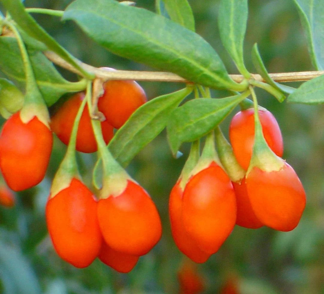 Mature Goji Berry Shrub with Green Foliage
