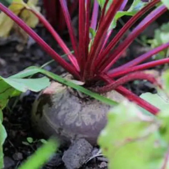 Mature Golden Beet Root Plant with Lush Green Leaves