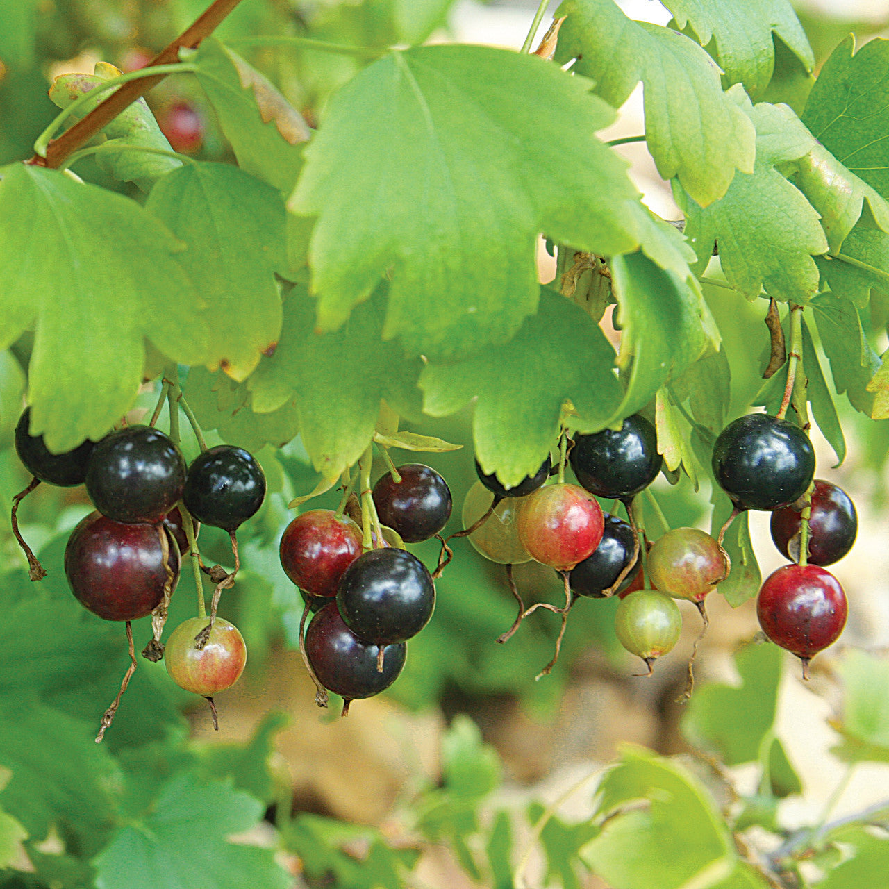 Golden Currant Seeds – Ribes aureum Fruiting Shrub with Yellow Flowers
