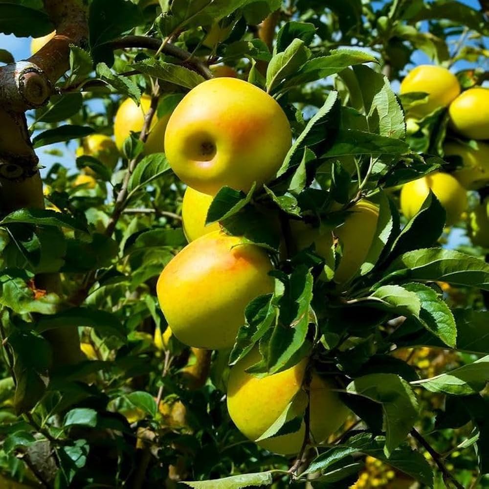 Golden Delicious apple seeds for planting in home gardens