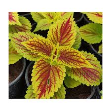 Golden Dreams Coleus Seeds for Decorative Garden and Patio Containers