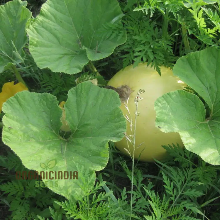 Golden Midget Watermelon Seeds For Planting: Exquisite Gardening Delight For Your Summer Harvest