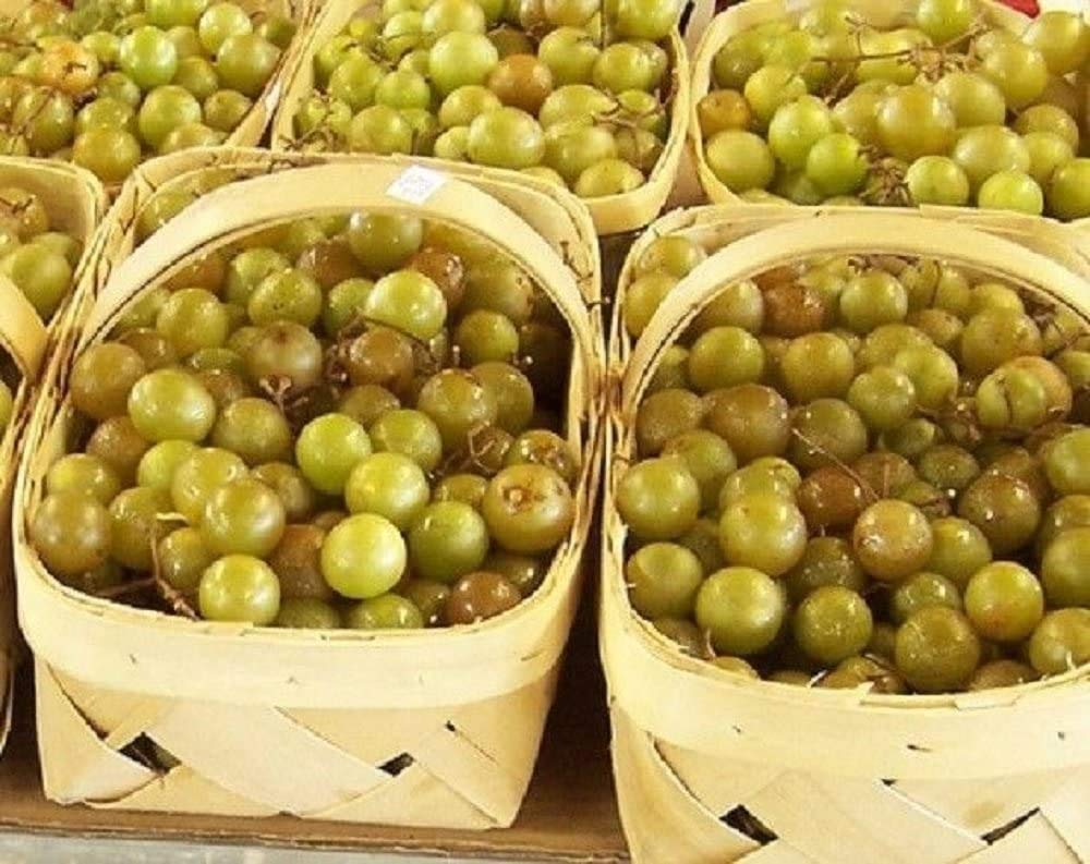 Golden Muscadine grape seeds producing large sweet grapes