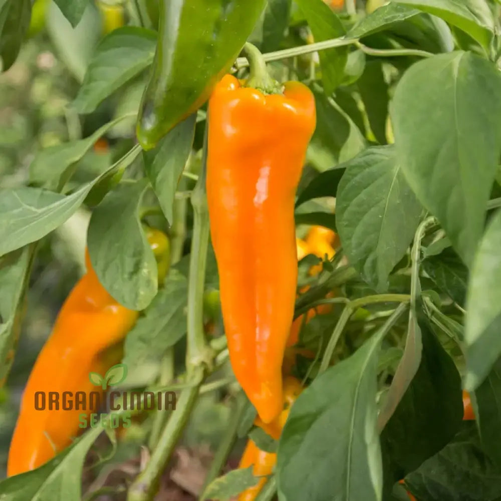 Golden Treasure Pepper Plant Grown from Non-GMO Pepper Seeds