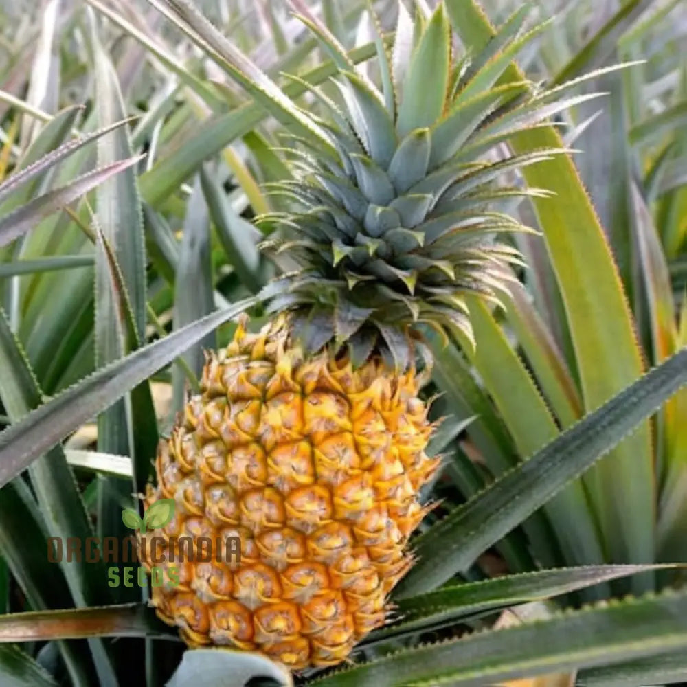 Golden pineapple plant grown from MD-2 seeds