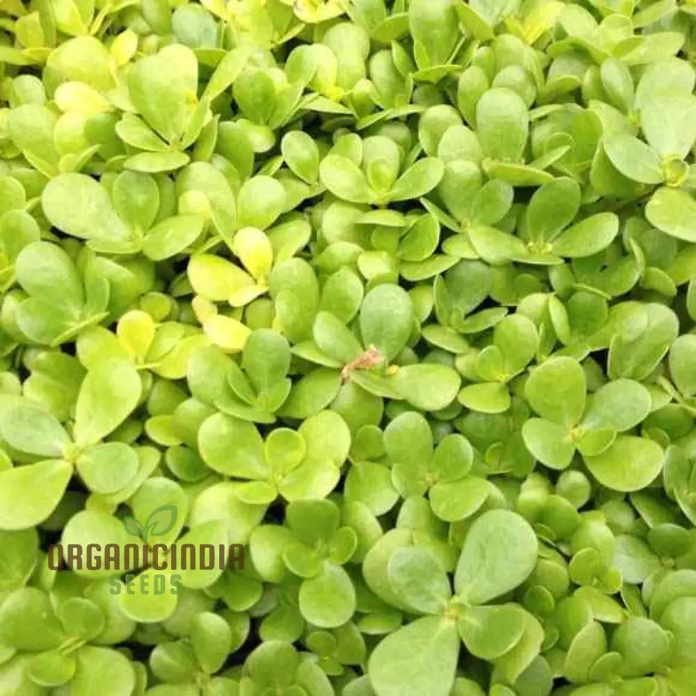 Golden Purslane Plant Growing in Container from Seeds, Low-Maintenance Garden Plant