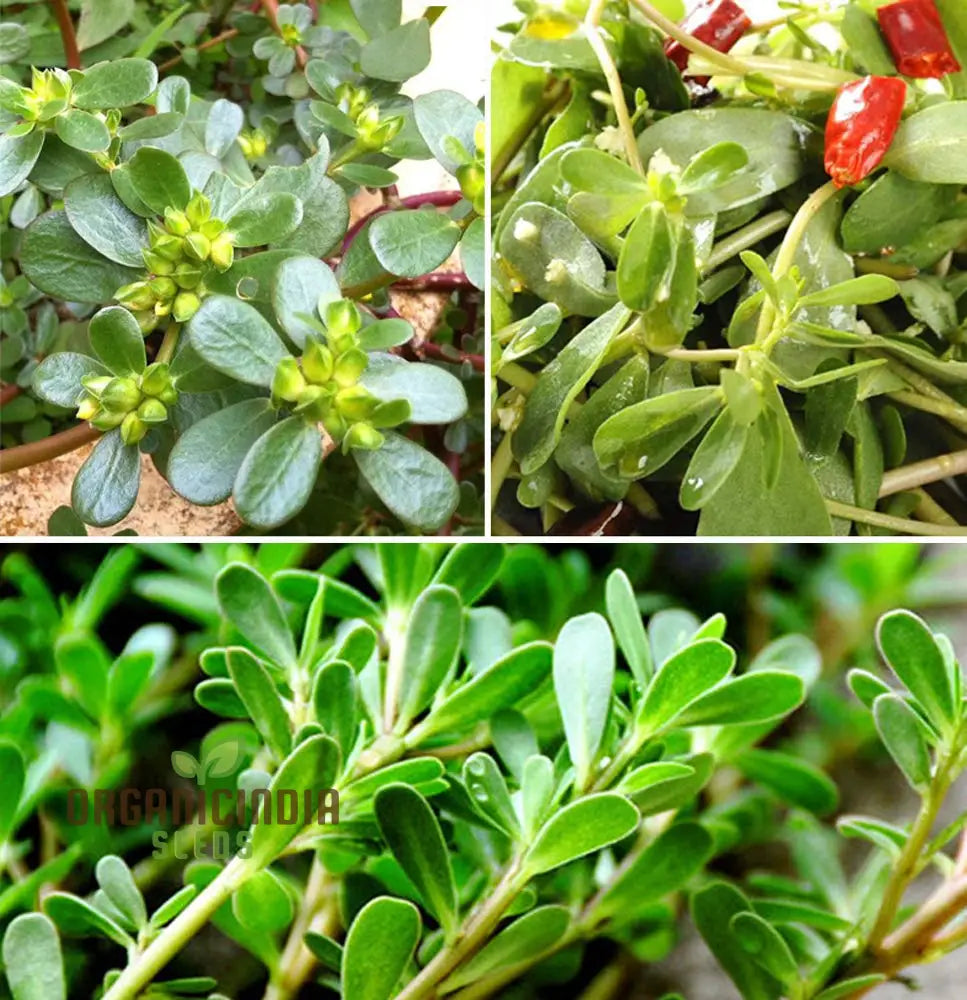 Mature Golden Purslane Plant from Seeds, Ornamental Succulent Garden Plant