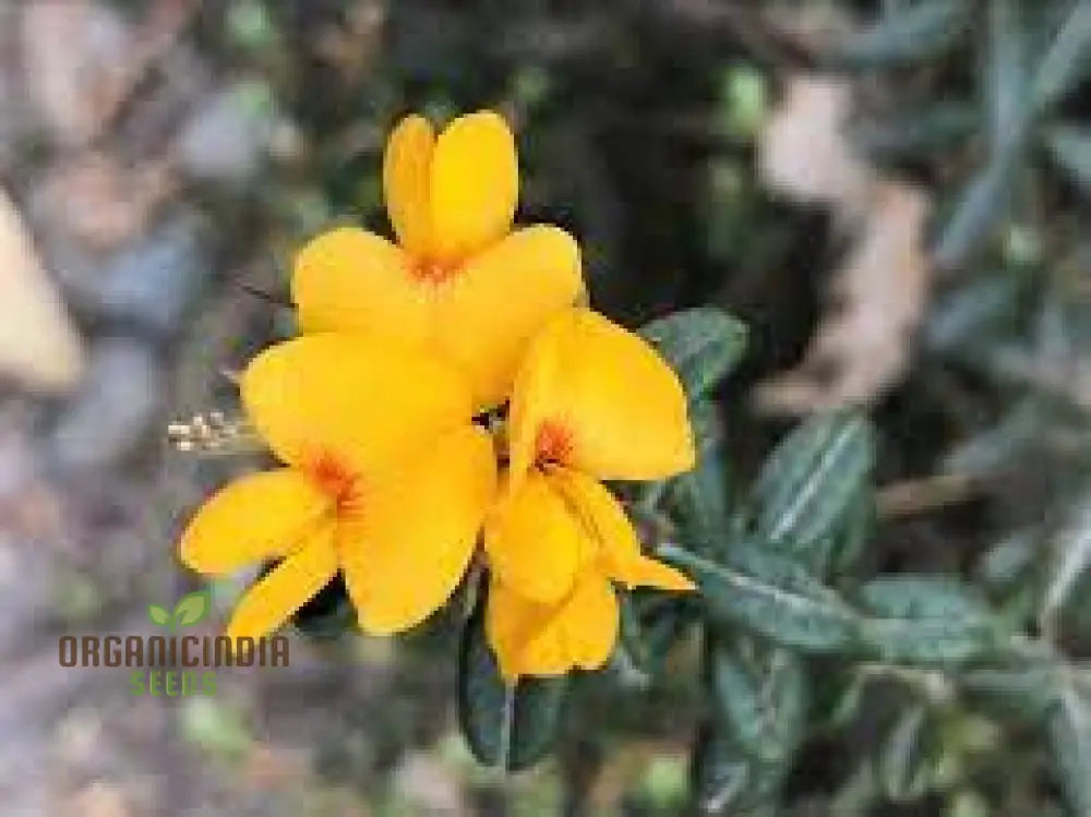 Golden Rosemary Wildflower Seeds For Gardening Enthusiasts | Premium Quality Beautiful Gardens
