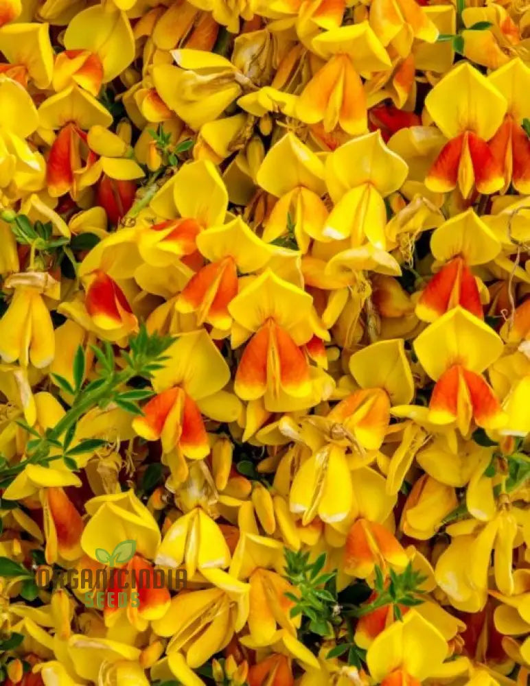 Golden Rosemary Wildflower Seeds For Gardening Enthusiasts | Premium Quality Beautiful Gardens