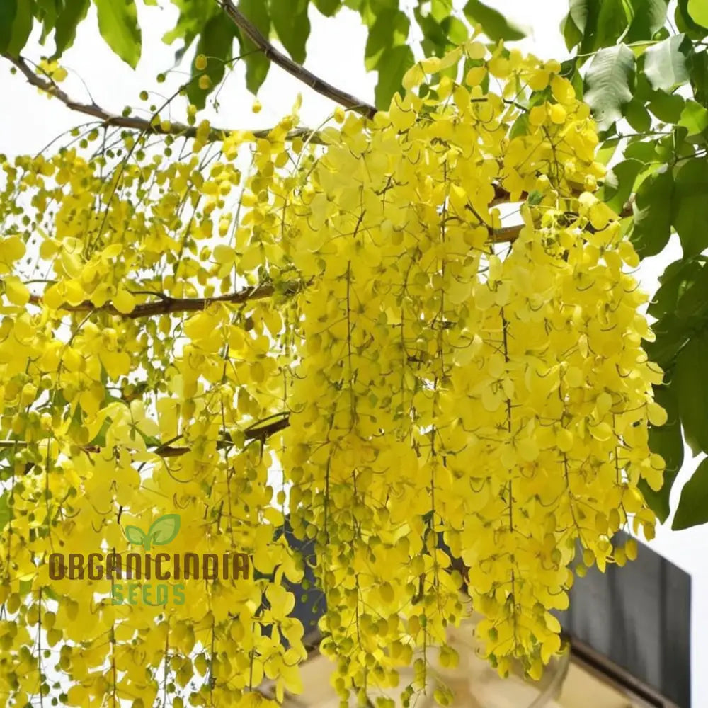 Golden Shower Plant Seeds Vibrant Blooms Easy Growing From Perfect For Garden