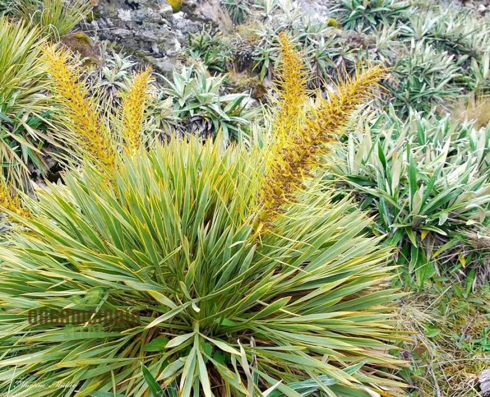 Golden Spaniard Spear Seeds Brighten Your Garden With Elegance