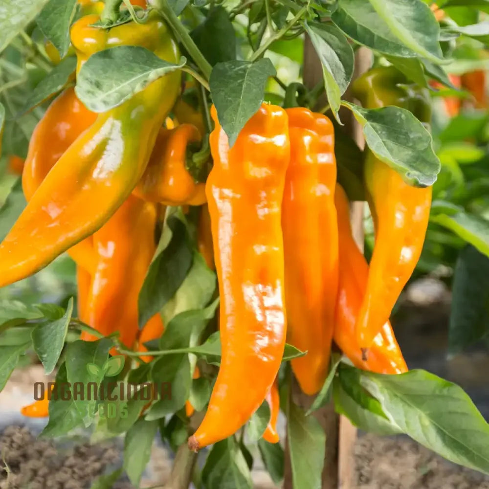 Golden Treasure Pepper Seeds for Planting, Sweet Yellow Pepper Seeds