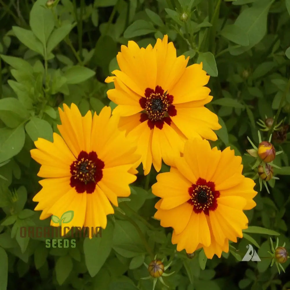 Golden Wave Coreopsis Tickseed Flower Seeds - Brilliant Blooms For Sunny Garden Borders Seeds