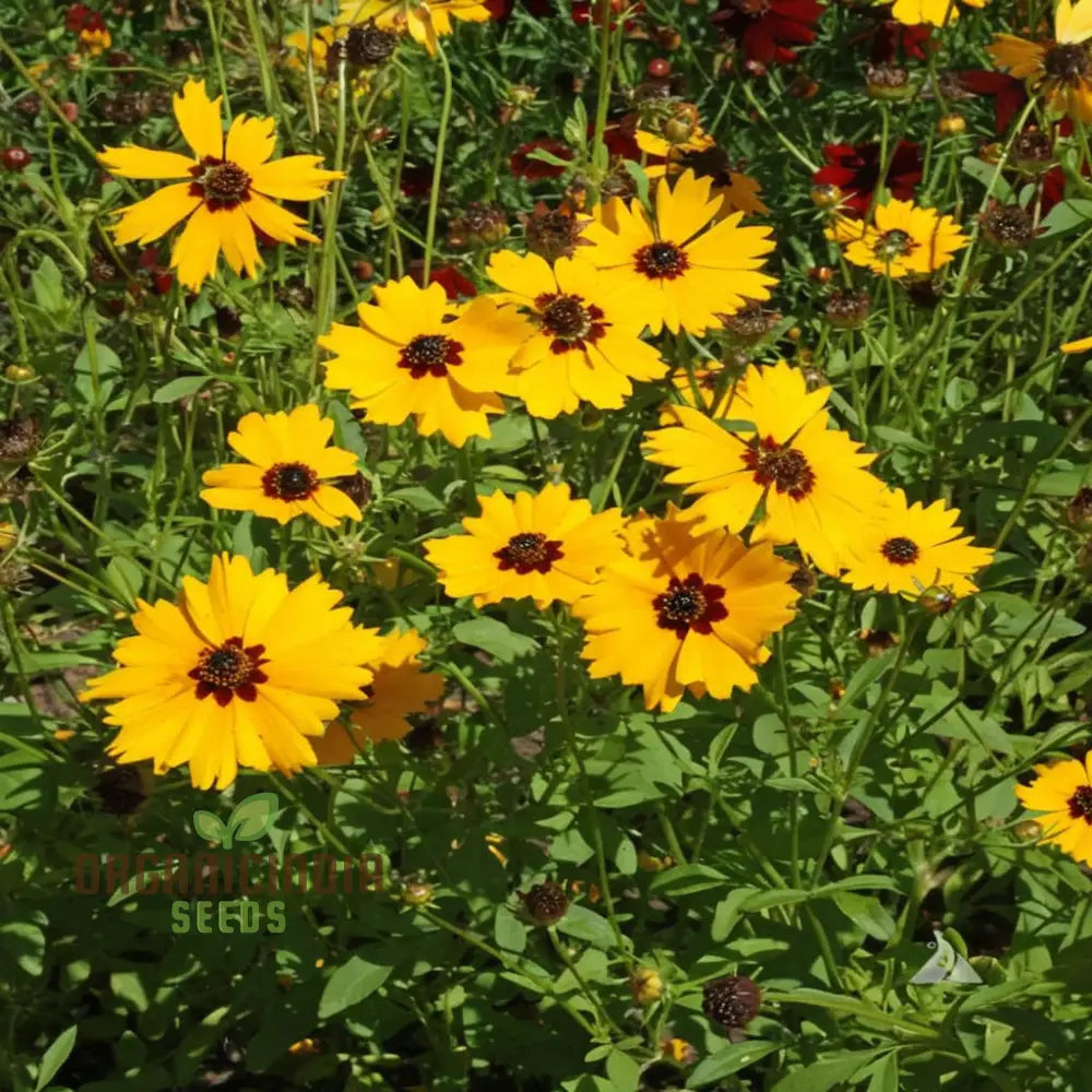 Golden Wave Coreopsis Tickseed Flower Seeds - Brilliant Blooms For Sunny Garden Borders Seeds