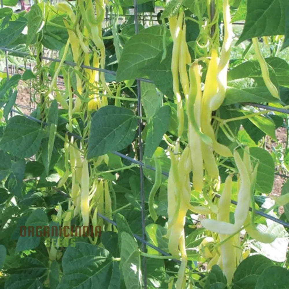 Goldfield Bean Seeds for Planting, High-Yield French Bean Seeds
