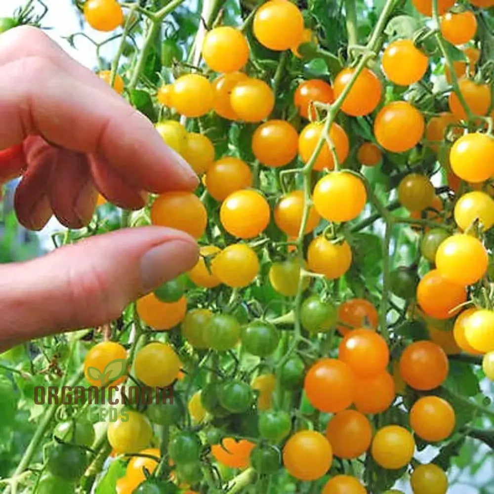 Golden Goldrush Currant Tomatoes on Plant, Homegrown Seeds