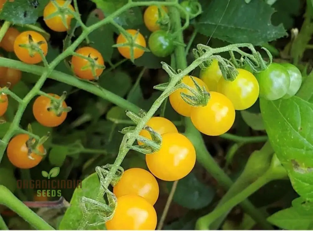 Mature Goldrush Currant Tomato Plant, Premium Tomato Seeds